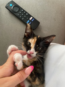 Photo de galerie - Garde d’un bébé chat à domicile ? 