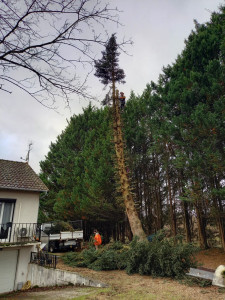 Photo de galerie - Abattage d'un Sapin 
