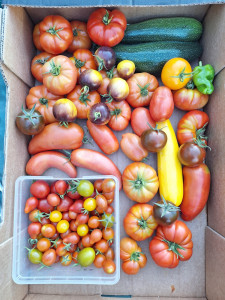 Photo de galerie - Divers légumes bio 