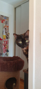 Photo de galerie - Garde chat