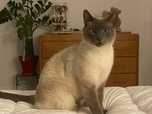 Photo de galerie - Amoureuse des chats , je peux les accueillir ( un à la fois) à mon domicile . 