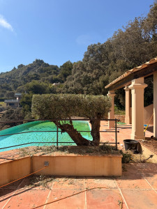 Photo de galerie - Taille esthétique d’un Olivier