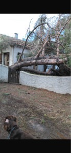 Photo de galerie - Abattage également après passage de la tempête Nils 