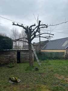 Photo de galerie - Taille d’un poirier ( après ) 