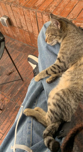 Photo de galerie - Les chats sont tellement câlins, super calmes ils ont pas besoin de grand chose pour être heureux