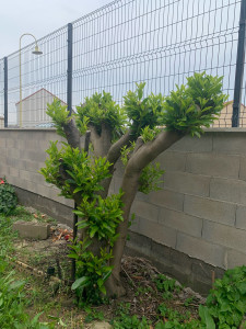 Photo de galerie - Coupe d’arbre 