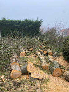 Photo de galerie - Abattage de deux arbres 