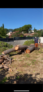 Photo de galerie - Elagage et coupe d'arbres
