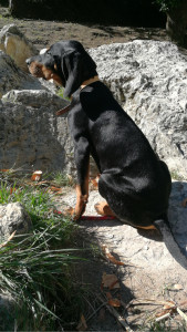 Photo de galerie - J’adore la compagnie des chiens, j’ai toujours vécu avec eux 