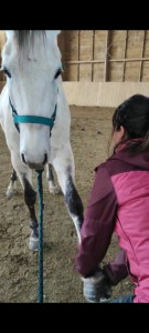 Photo de galerie - Pension chevaux