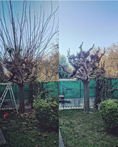 Photo de galerie - Elagage et coupe d'arbres