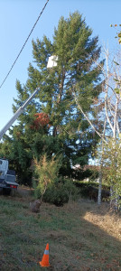 Photo de galerie - Elagage et coupe d'arbres