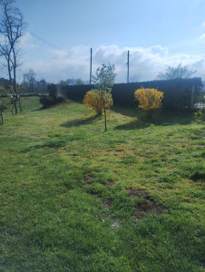 Photo de galerie - Taille de haies 