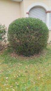 Photo de galerie - Taille de haies et d'arbustes