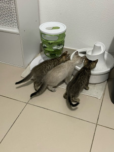 Photo de galerie - Chatons que j’ai gardé en famille d’accueil