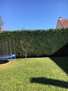 Photo de galerie - Taille de haies et d'arbustes