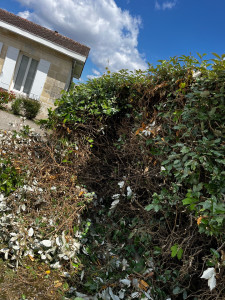 Photo de galerie - Rabattage de haie 