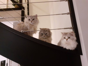 Photo de galerie - Garde et visite chats