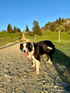 Photo de galerie - Garde chien