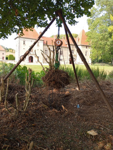 Photo de galerie - Désouchage de buis 
