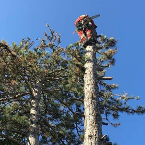 Photo de galerie - élagage, coupe d'arbres et branchages