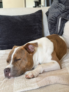 Photo de galerie - Dune en pleine sieste