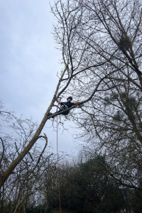 Photo de galerie - Démontage d’un noyer 