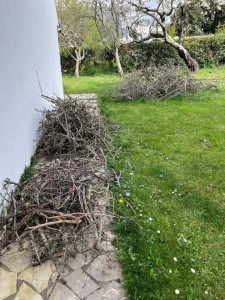 Photo de galerie - Elagage et coupe d'arbres