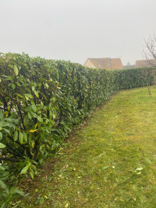 Photo de galerie - Taille de haie