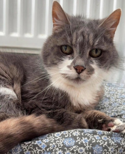 Photo de galerie - Garde chat