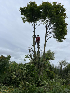 Photo de galerie - Elagage et coupe d'arbres