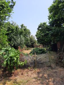 Photo de galerie - Debroussaillage et abattage d'arbustes 