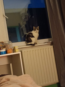 Photo de galerie - Prends soin de vos petits félins comme si c était les miens