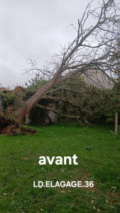 Photo de galerie - Elagage et coupe d'arbres