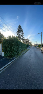 Photo de galerie - Taille de haies et d'arbustes