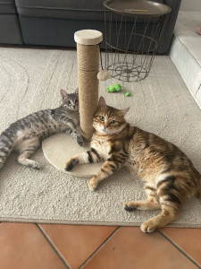 Photo de galerie - Garde chat