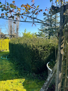 Photo de galerie - Taille de haies et d'arbustes