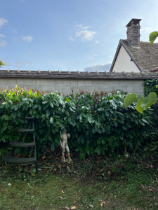 Photo de galerie - Elagage et coupe d'arbres