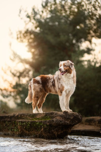 Photo de galerie - Mon animal de compagnie 