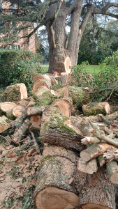 Photo de galerie - Elagage et coupe d'arbres