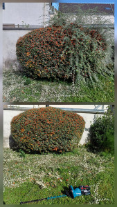 Photo de galerie - Taille de haies et d'arbustes
