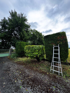 Photo de galerie - Taille effectuée sur arbuste 