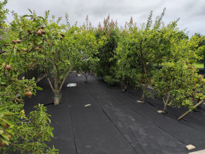 Photo de galerie - Pose géotextile et entretien d'arbres fruitiers
