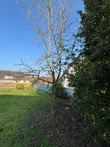 Photo de galerie - Elagage et coupe d'arbres