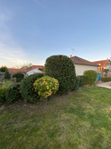 Photo de galerie - Taille de haies et d'arbustes