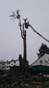 Photo de galerie - Elagage et coupe d'arbres