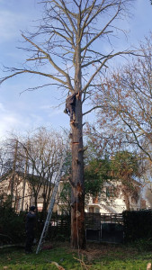 Photo de galerie - Abattage d'un cèdre de 18 mètre mort depuis 5ans. 
Temps de travail total : 6h 