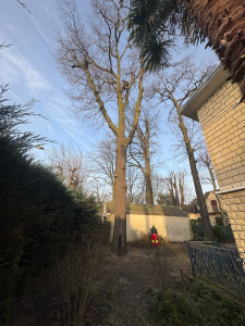 Photo de galerie - Abattage arbre dangereux 