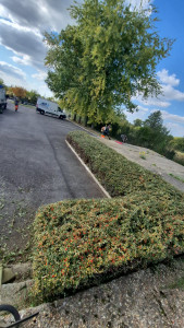 Photo de galerie - Taille de cotonéaster