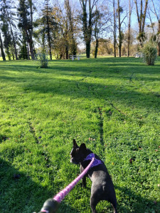Photo de galerie - Une grande affectueuse, aimant les longues promenades,  5 km/ jour ne lui faisait pas peur..!